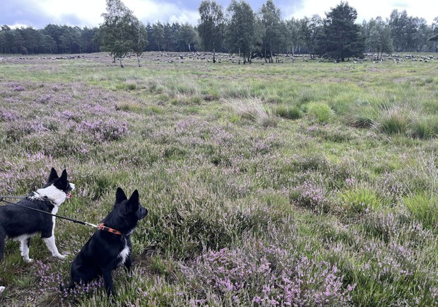 Im Vordergrund Hütehunde, die in Richtung einer Schafherde in der Heidelandschaft schauen.