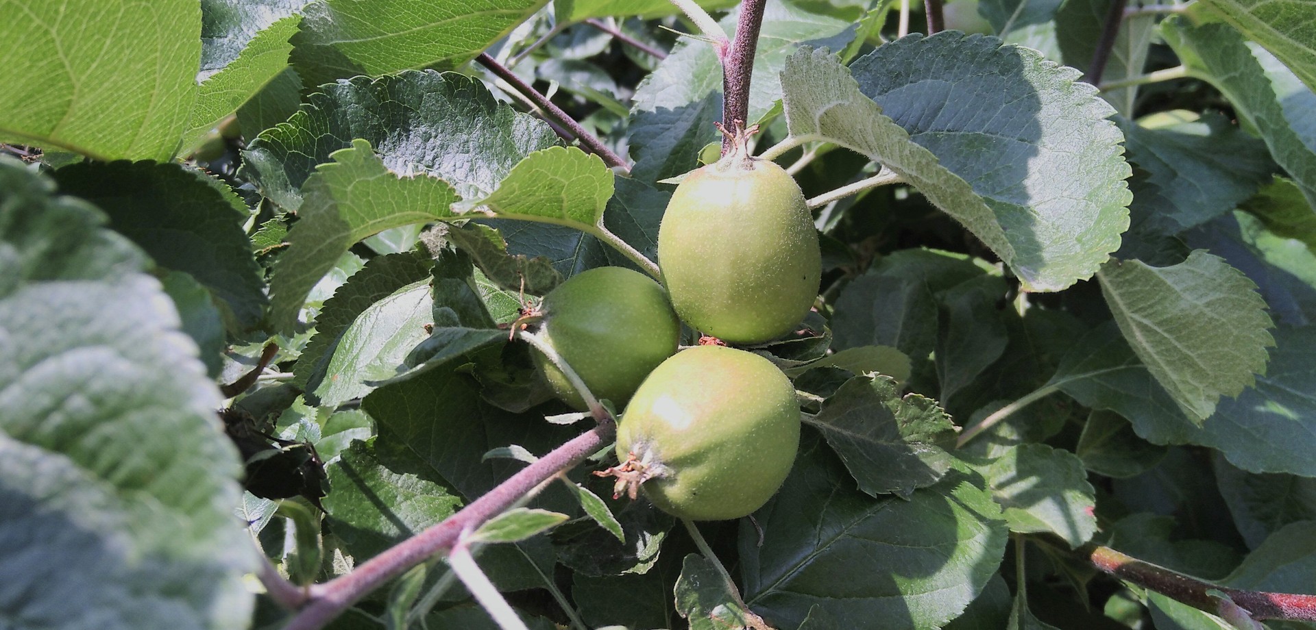 Äpfel am Baum