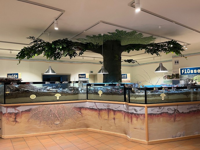 Blick in die Ausstellung zum Thema Pilze (vergrößerte Bildansicht wird geöffnet)