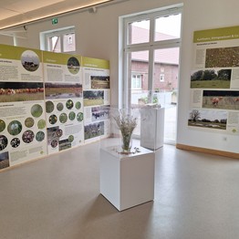 Ausstellung "Wo die wilden Pflanzen leb(t)en" im Alten Hof Schoppmann in Darup