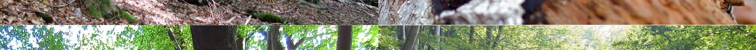 Collage aus 4 Fotos aus Buchenwald