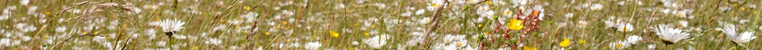 Glatthaferwiese mit viel blühender Margerite