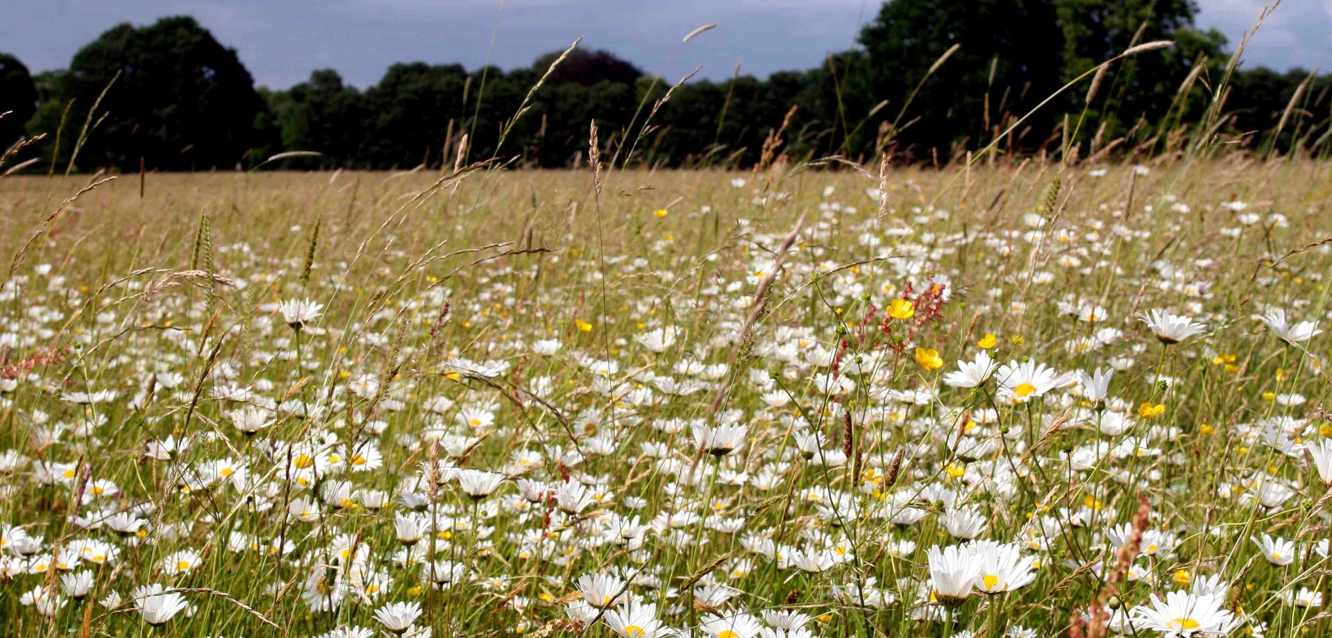 Artenreiche Glatthaferwiese mit vielen blühenden Margeriten