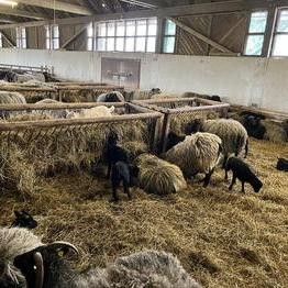 Schafe und Lämmer im Schafstall