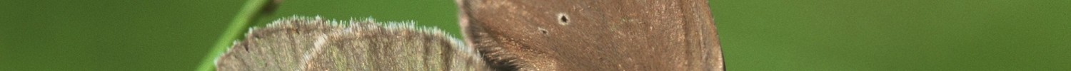 Männchen und Weibchen des Dunklen Wiesenknopf-Ameisenbläulings auf der Raupennahrungspflanze Großer Wiesenknopf