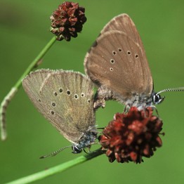 Zwei Ameisenbläulinge auf Wiesenknopf-Blüten