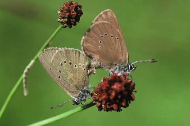 Zwei Ameisenbläulinge an Wiesenknopf-Blüte