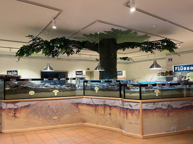 Blick in die Ausstellung zum Thema "Pilze" mit Modellen von Bäumen und Pilzen