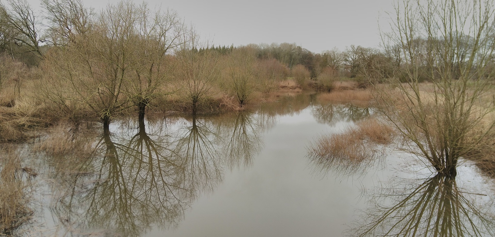 Kopfweiden in den Emsauen