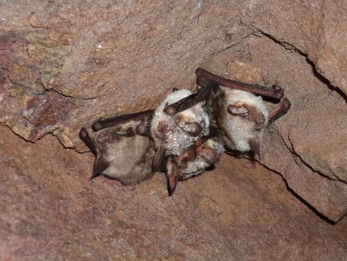 Fledermäuse an der Decke einer Höhle hängend (vergrößerte Bildansicht wird geöffnet)