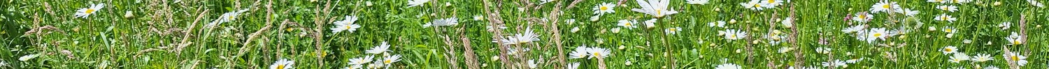 Blühende Wiese mit Margariten