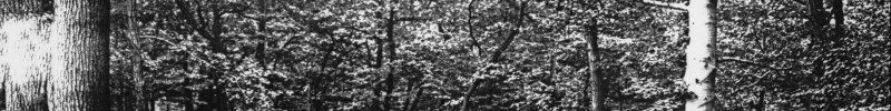 Altes schwarz-weißes Foto eines Meilerplatzes im Wald.