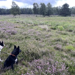 Hütehunde und Schafherde in einer Heidelandschaft