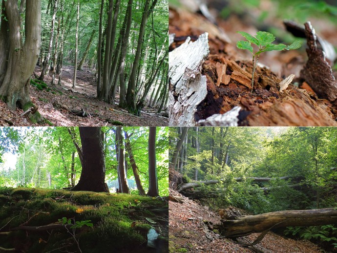 Kollage aus vier Bildern aus einem vielfältigen Wald (vergrößerte Bildansicht wird geöffnet)