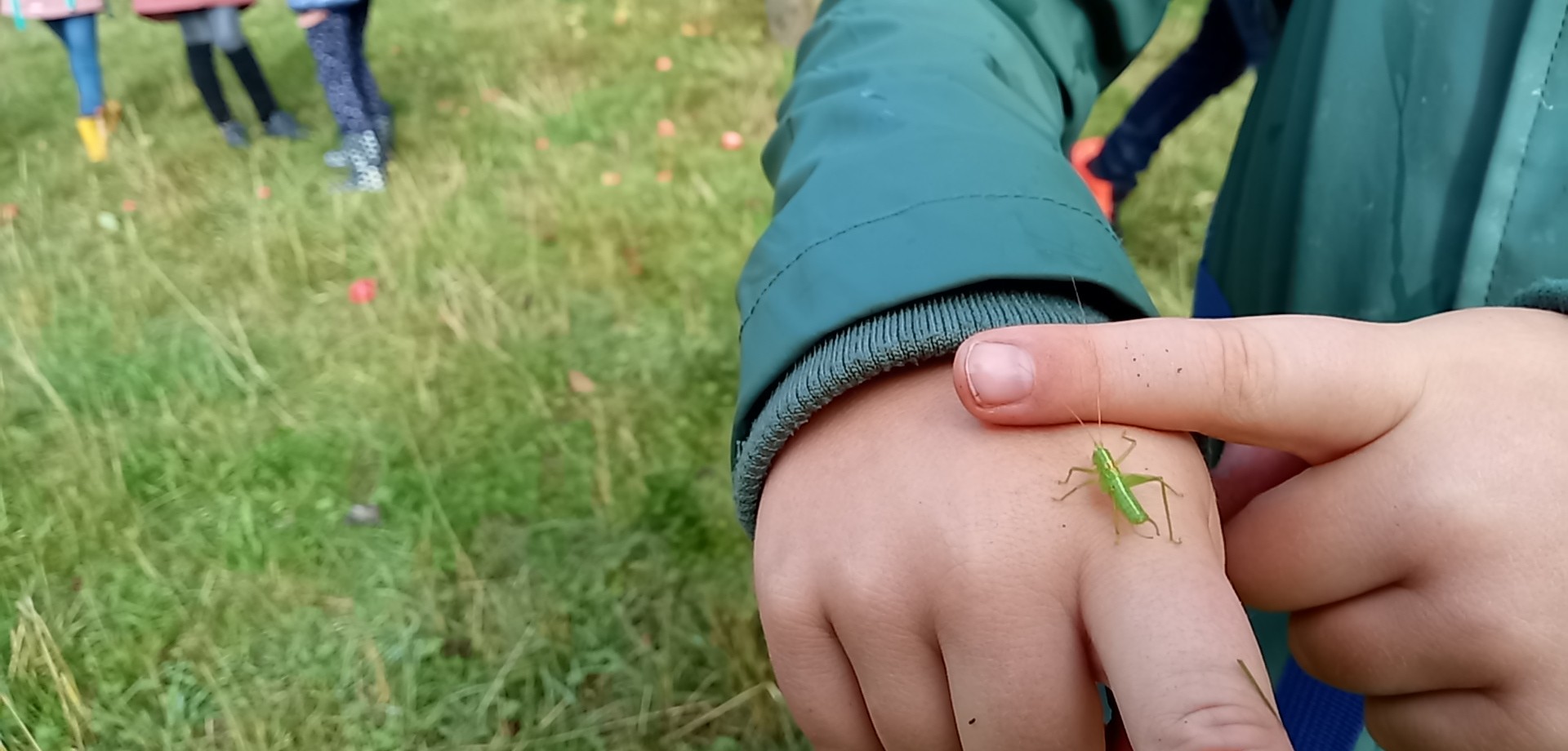 Eine Heuschrecke auf einer Kinderhand