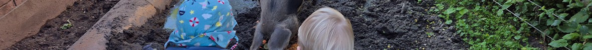 Kleine Kinder schauen in ein Gehege mit einem Schwein