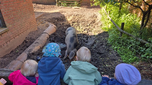 Kinder blicken in einen offenen Schweinestall mit einem Landschwein.