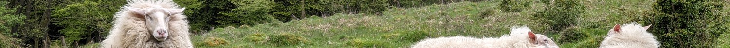 Drei Schafe auf einer buckeligen Wiese.
