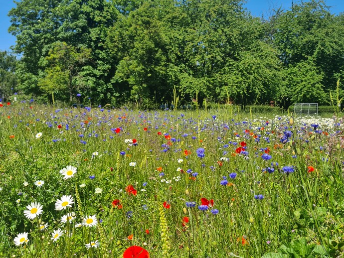 Bunt blühende Wiese in einem Park (vergrößerte Bildansicht wird geöffnet)