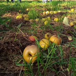 Auf dem Boden liegende Äpfel auf einer Streuobstwiese.